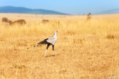 Side view of a bird on field