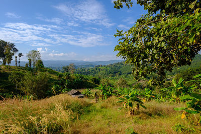 Trees in forest