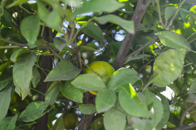 Close-up of fruit on tree