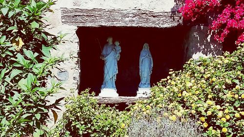 Low angle view of plants