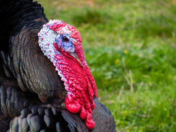 Close-up of a bird on field