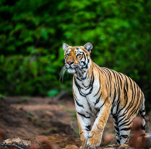 View of a cat on land