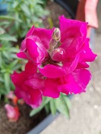 High angle view of pink flowering plant