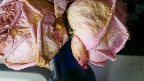 Close-up of wilted rose