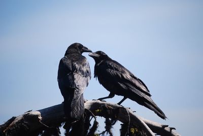 Low angle view of bird perching against clear sky