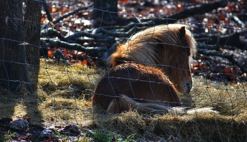 View of horse grazing on field