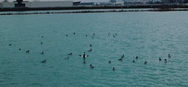 Birds swimming in sea against sky