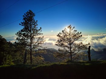 Trees on field against sky during sunset