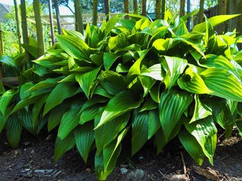 Close-up of leaves