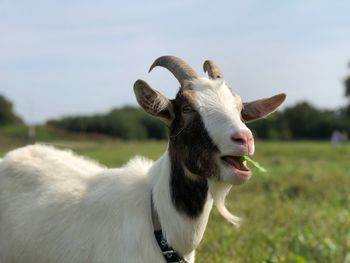 Close-up of goat standing on field