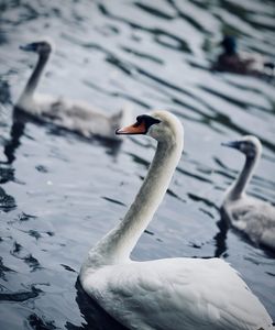Swan swimming in lake