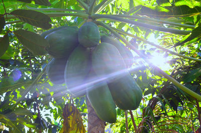 Low angle view of fruits growing on tree