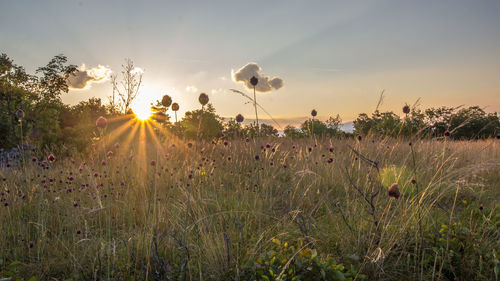 Close-up of plants against sky during sunset