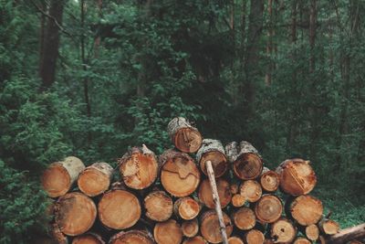 Wooden logs against trees in forest