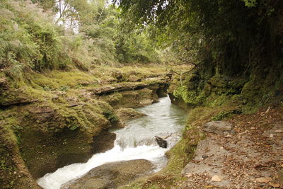 River amidst trees in forest