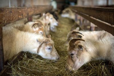 Icelandic sheep are used for meat, milk and also for wool production, in a ranch in iceland