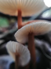 Close-up of mushrooms growing on land