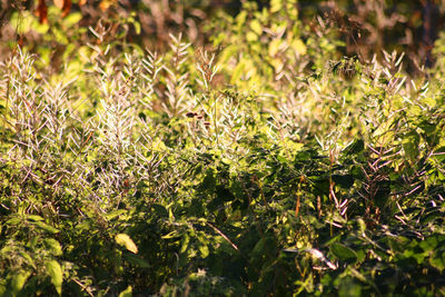 Close-up of plants growing on field