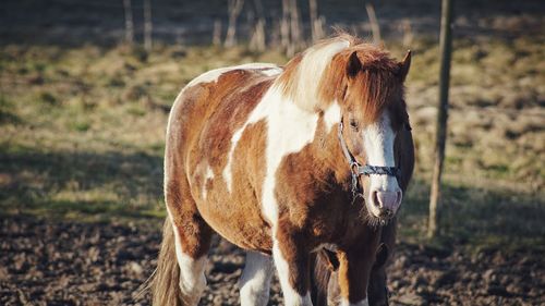 Horse in a field