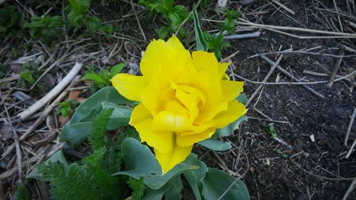 Close-up of yellow flower blooming in field