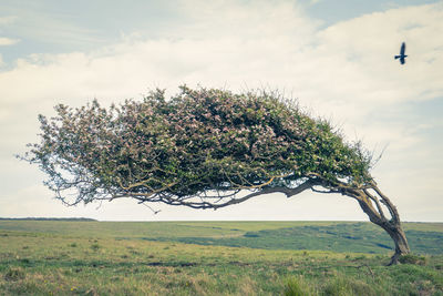 A tree heavily bent over like it is perpetually in a storm 