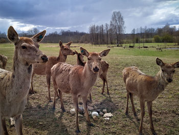 Deers standing in a field