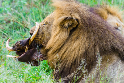 Close-up male lion feeding on a warthog