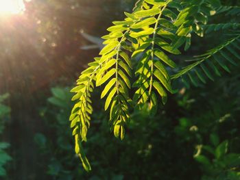 Close-up of fresh green leaves