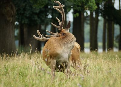 Red deer on grassy against trees in park