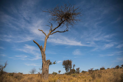 Low angle view of bare tree on field against sky