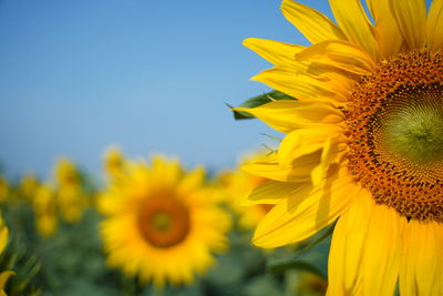 Close-up of yellow sunflower against sky