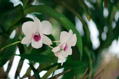 Close-up of white flowering plant