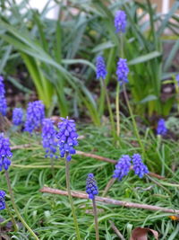 Close-up of purple flowering plants on field