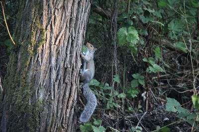 Squirrel on tree trunk