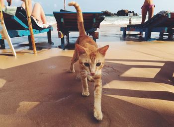 Portrait of cat walking on sand at beach