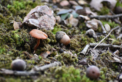 Close-up of mushrooms growing on field