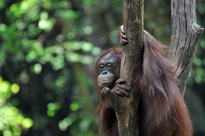 Orangutan on tree trunk