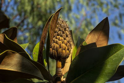 Close-up of flowering plant leaves