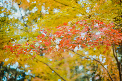 Low angle view of maple leaves on tree