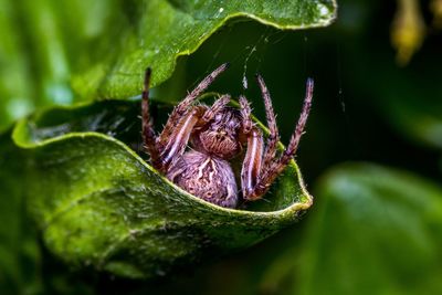 Close-up of spider on leaf