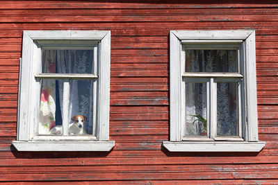 Dog jack russell terrier sits on the window of an old house and looks out into the street