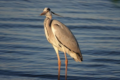 Close-up of grey heron