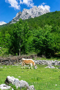 Horse in a field