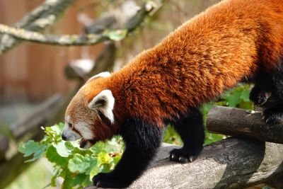 Red panda in a zoo