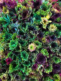 Full frame shot of purple flowering plants