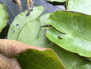 Leaves on leaf