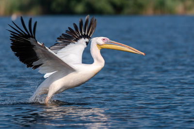 Bird flying over lake
