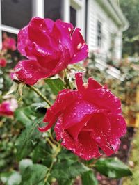 Close-up of wet red rose blooming outdoors