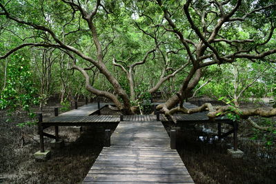 Wooden footbridge amidst trees in forest