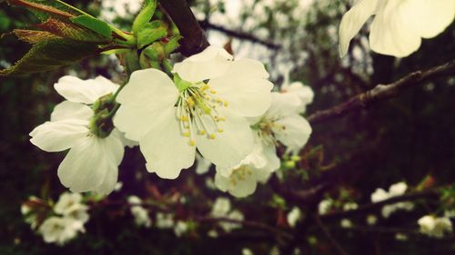 Close-up of white flowers